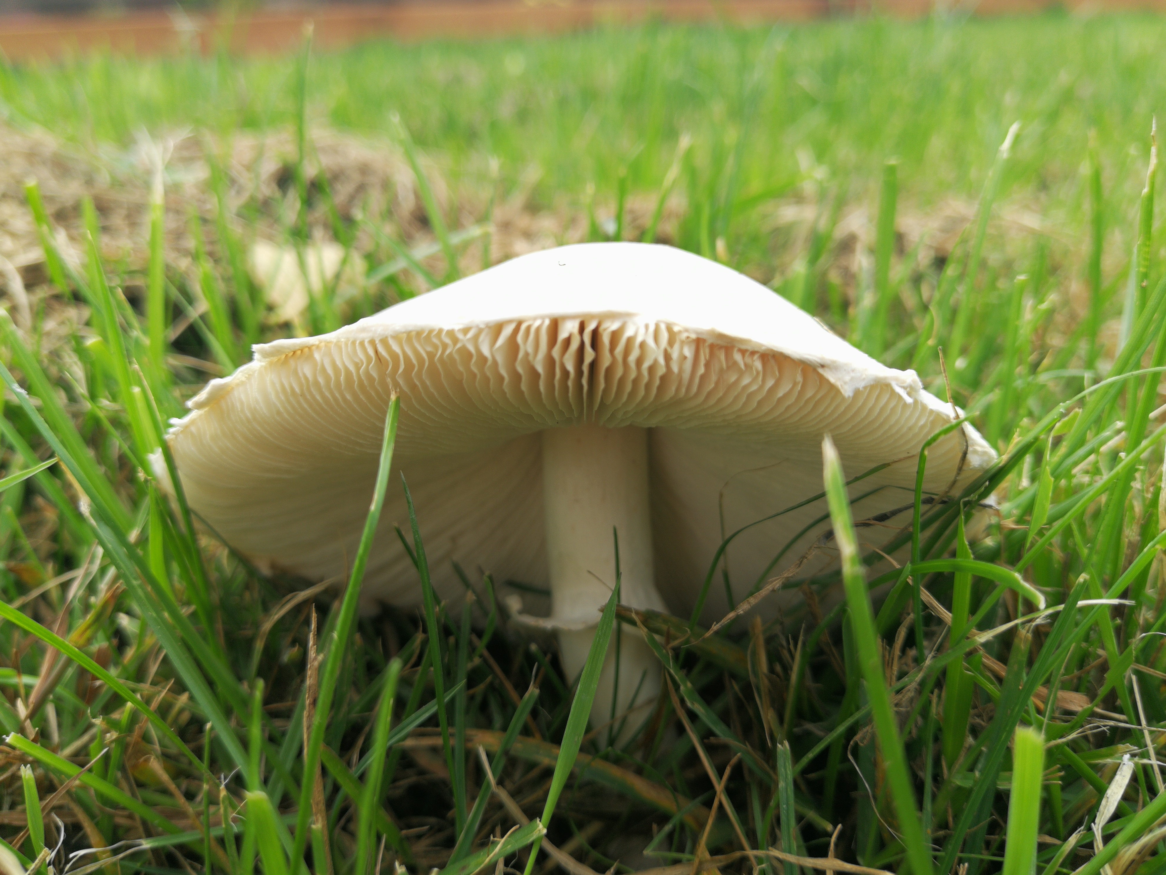 Seidiger Egerlingsschirmling - Blick von leicht schräg unten auf die weißen, dicht stehenden Lamellen. Die Lamellen besitzen zum Rosablättrigen Egerlingsschirmling keinen rosafarbenen Schimmer. 